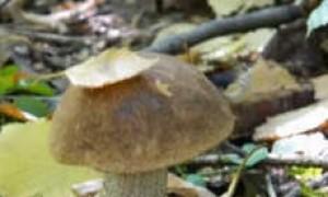 Cara mengasinkan jamur rebus